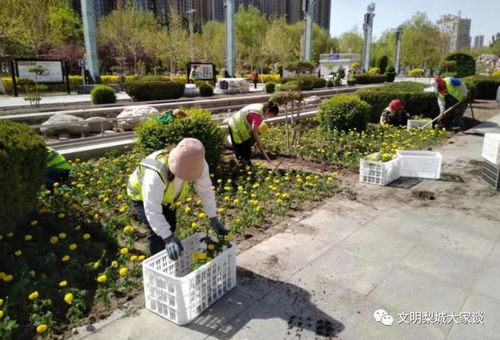 近百万株鲜花装扮梨城喜迎 五一